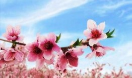 今日头条爆料桃花盛开时,探寻春日浪漫秘境